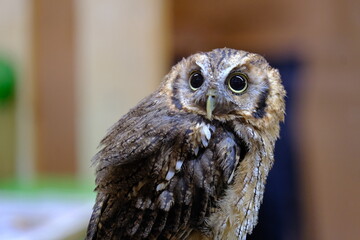 a owl 3