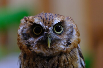 a owl1