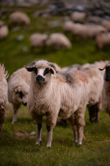 large flock of sheep walking on the rocky mountain at high altitude