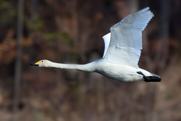 A swan returning from Japan to the northern country.