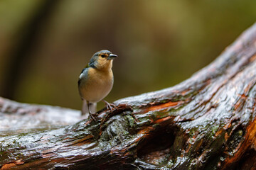 Ein Vogel auf einem Ast gesehen auf der Wanderung zu den 25 Quellen in Madeira