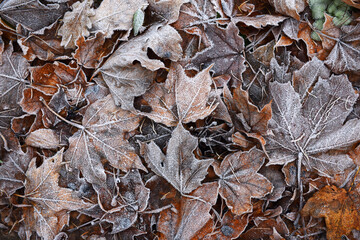 maple leaves in hoarfrost