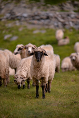 Obraz premium large flock of sheep walking on the rocky mountain at high altitude