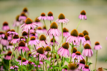 Vivid vivid pink delicate echinacea flowers in soft focus in a garden in a sunny summer day.