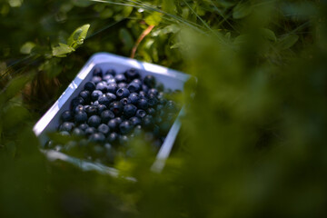 a box of fresh blueberries in the nature. Vaccinium myrtillus fuits in the wild