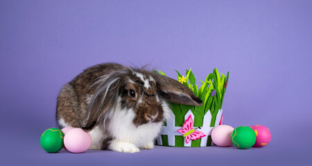 Cute brown with white lion rabbit, sitting inbetween Easter decoration. Isolated on purple background.