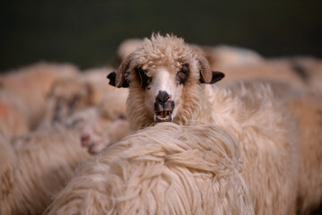 large flock of sheep walking on the rocky mountain at high altitude