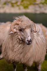 large flock of sheep walking on the rocky mountain at high altitude