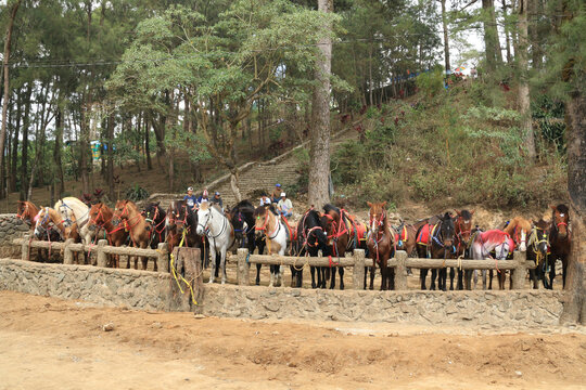 colorful costumed horses, ponies in one of the public parks in the summer capital of the Philippines, Baguio City.