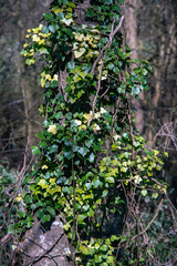 Fototapeta na wymiar English ivy plant on the tree stem in spring