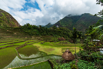 Lush, verdant rice paddies in the Batad Rice Terraces in Ifugao,Philippines.