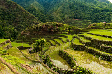 Lush, verdant rice paddies in the Batad Rice Terraces in Ifugao,Philippines.