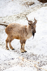 Mountain goat stands on a rock and looks into the distance on a rocky mountain background. big and long beautiful horns.