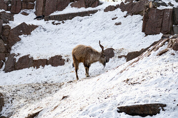 Mountain goat stands on a rock and looks into the distance on a rocky mountain background. big and...