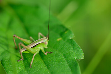 キリギリスの幼虫