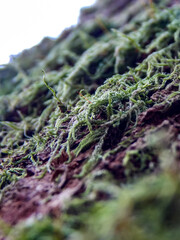 moss on the ground