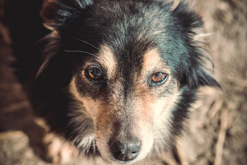 Fototapeta premium Sad manhole of a country dog ​​close up