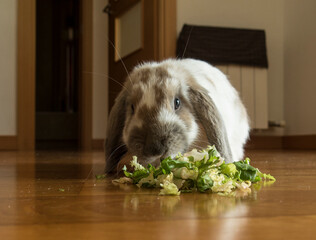 Pet bunny. Long eared mini lop belier