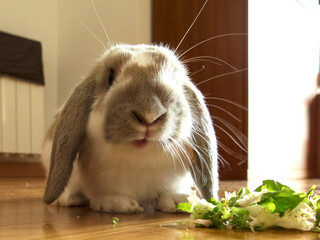 Pet bunny. Long eared mini lop belier