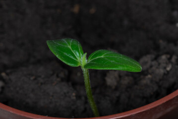 Seedling. Young sprout in a pot close up