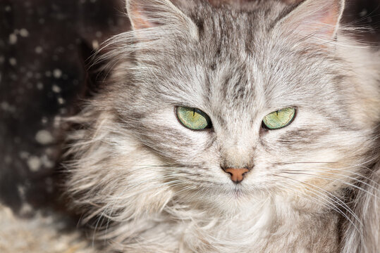 Domestic cat close-up. Adorable pet green eyes.
