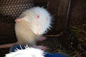 White nutria plays in the water. Growing healthy homemade meat. Fur production. Agriculture. Farm land. Organic food.