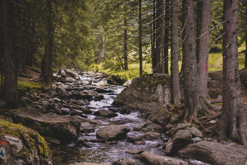 picturesque landscape with a mountain river flowing between the rocks and the pine forest