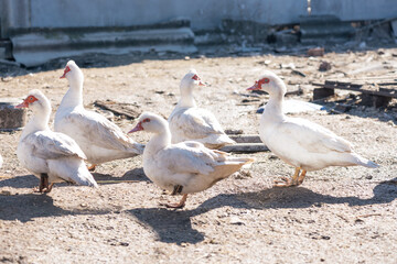 domestic white ducks in the farm yard. Homemade meat and feather production. Agriculture, poultry