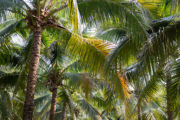 Fototapeta premium Summer field of coconut palm