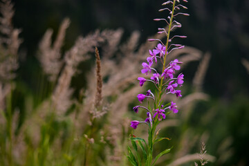 chamaenerion angustifolium plant found in the mountain. pink flower in blooming period