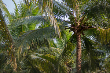 Fototapeta na wymiar Summer field of coconut palm
