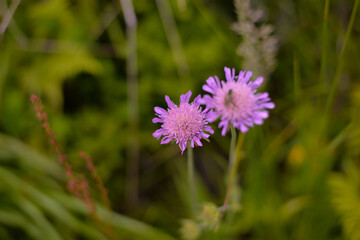 Knautia arvensis, commonly known as field scabious found in the mountain. pink flower in blooming period