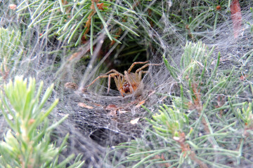 A spider inside a funnel made of web, a flat sheet web spun on a white spruce
