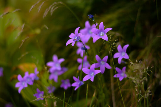 A group of Campanula patula plants at the mountain. Bellflowers herbs during flowering