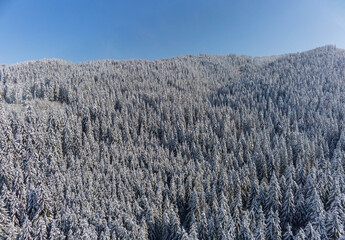 Drone camera flying over  dense pine woods at wintertime in Transylvania, Romania.