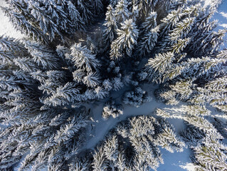 Top down drone view, snow on pine trees at wintertime in the carpathian mountains.
