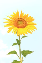 Obraz premium A single sunflower (disk flower, cut flower) against blue sky.