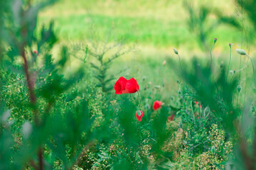 red poppy flower