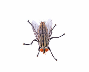 fly on a white background,isolated