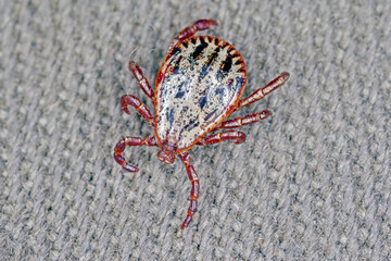 Tick walking on clothes. High magnification.
