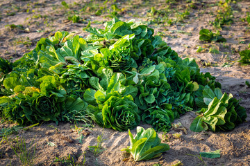 Fresh green Cabbage together in the farm field at Dammam, Saudi Arabia.