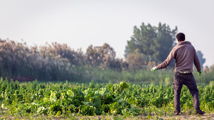 Fototapeta premium A Saudi Arabian former harvesting cabbage in his garden. Dammam, Saudi Arabia. 15-January-2021.