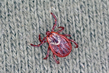 Tick walking on clothes. High magnification.