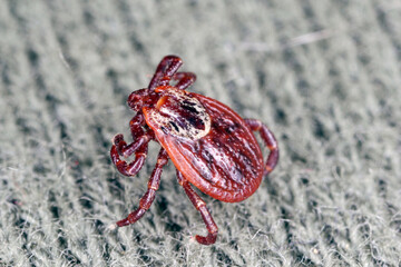 Tick walking on clothes. High magnification.