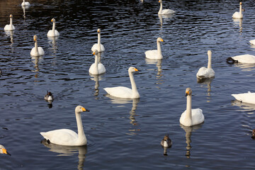 A flock of swans returning from Japan to the northern country