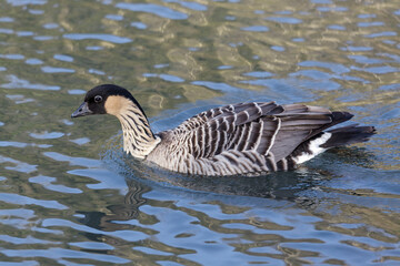 Obraz premium Hawaiian Goose (branta sandvicensis)