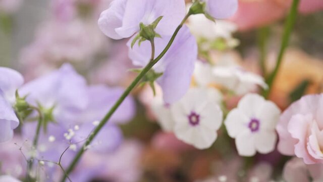 motion over festive bouquet made with gentle fresh pastel eustoma and baby-breath flowers on light blurred background extreme close view