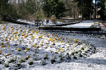 Flowerbed with yellow pansies covered with snow, Oliwa Park, Gdansk, Poland