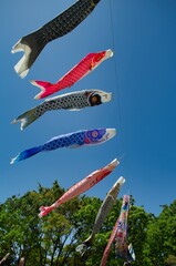 鯉のぼり