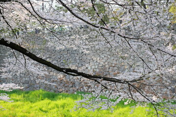 cherry blossoms